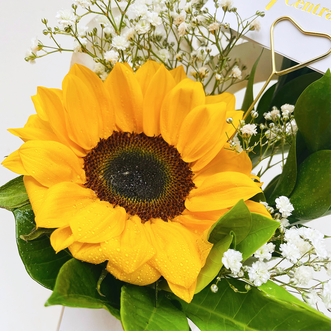 Conito Girasol Especial