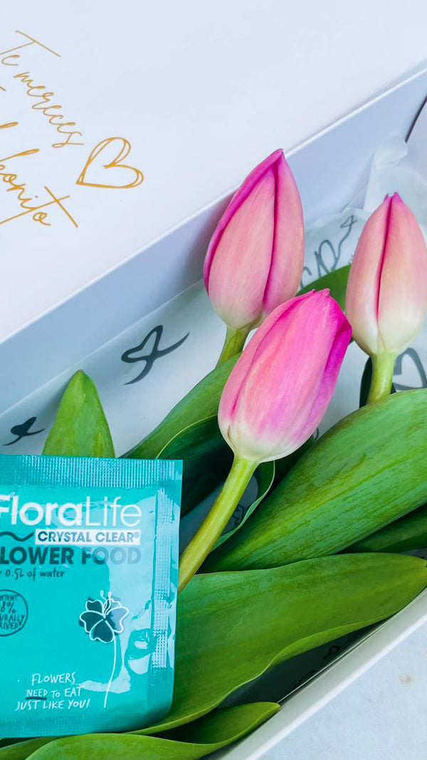 Caja de 3 Tulipanes Fucsias