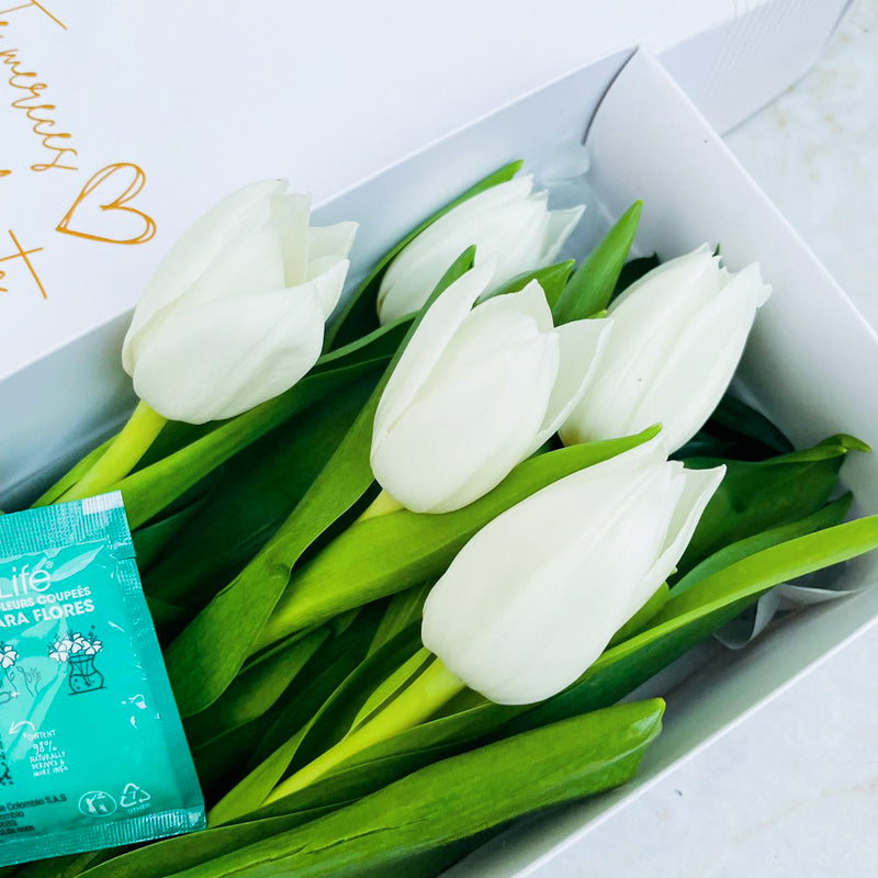 Caja de 5 Tulipanes Blancos