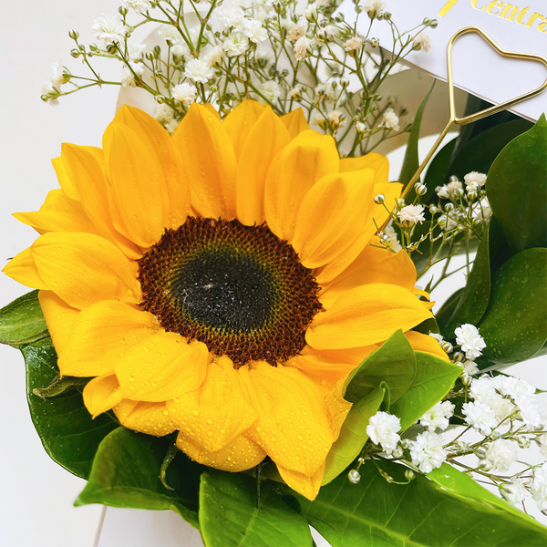 Conito Girasol Especial
