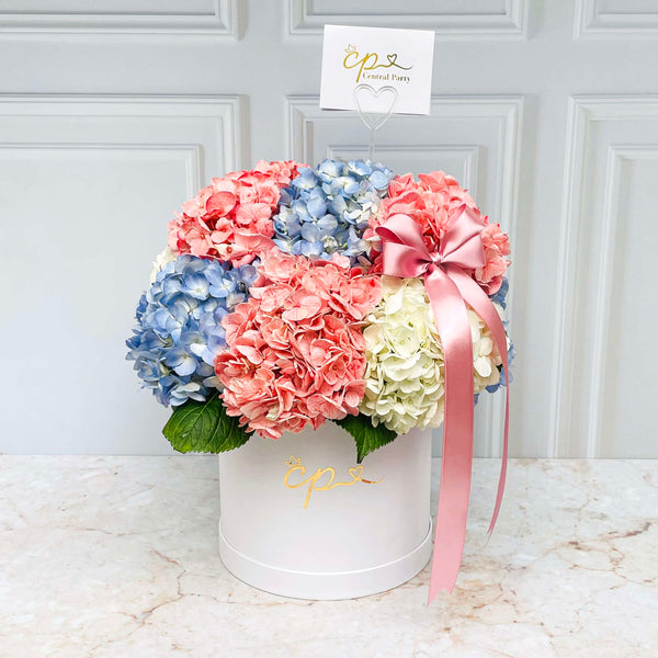 Box Mix Cute Hortensias