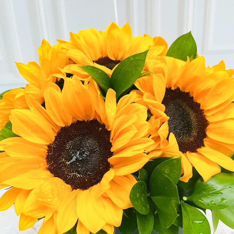 Box Negro 6 Girasoles