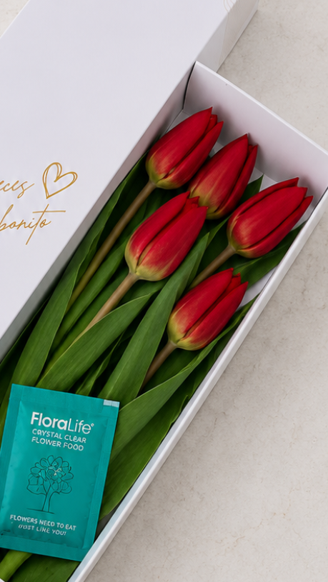 Caja de 5 Tulipanes Rojos