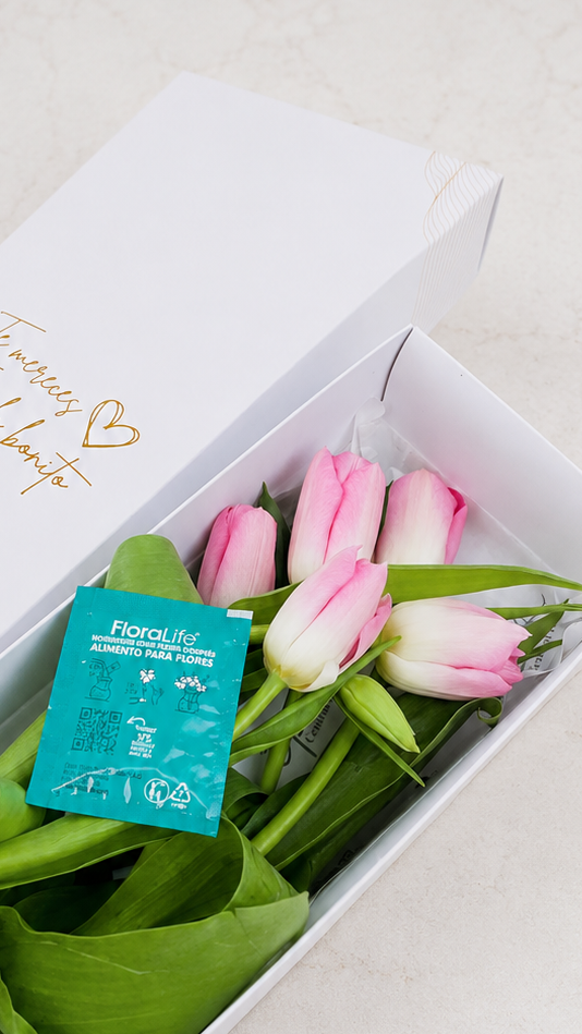 Caja de 5 Tulipanes Rosados