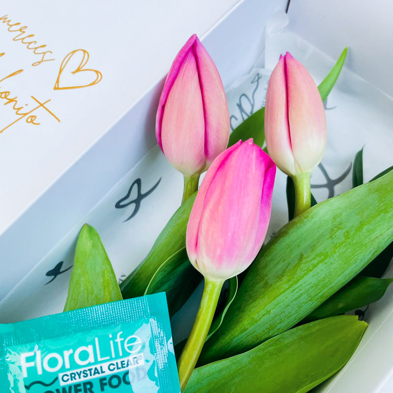 Caja de 3 Tulipanes Fucsias
