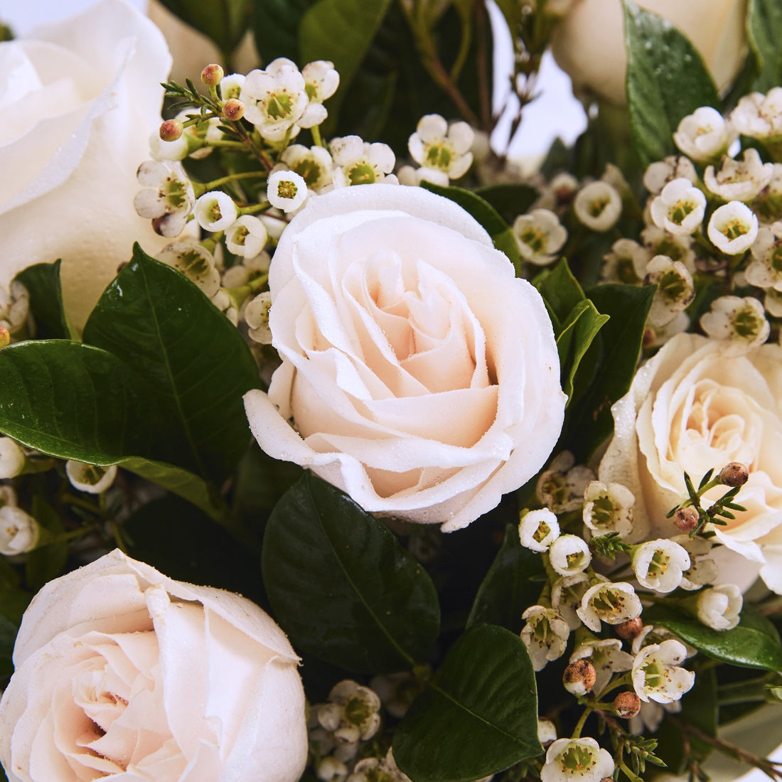 Box Rosas Blancas Premium