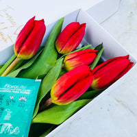 Caja de 5 Tulipanes Rojos