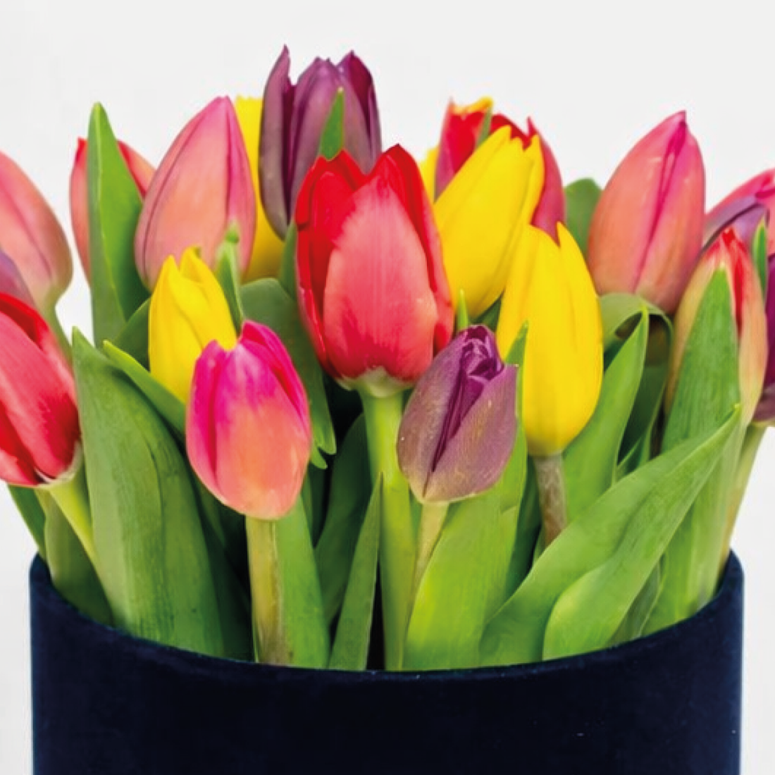 Box Premium Tulipanes