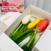 Caja de 3 Tulipanes colores