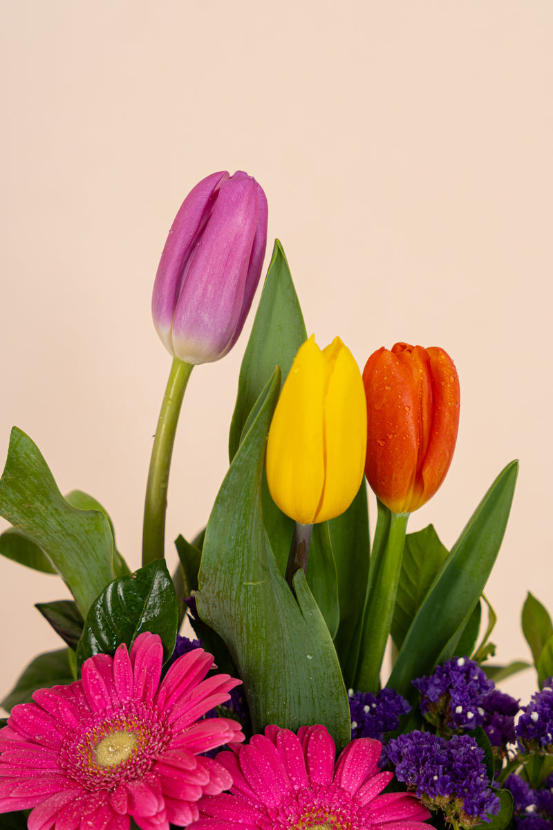 Box 3 Tulipanes Colores